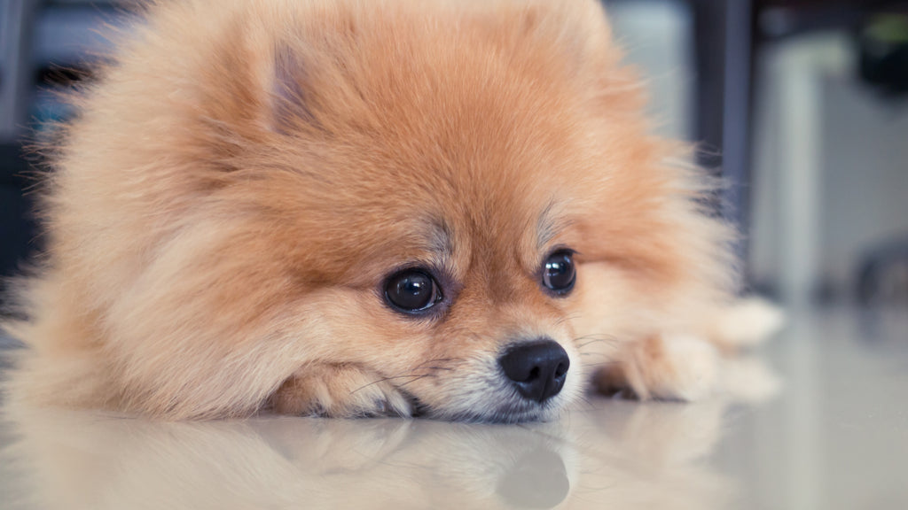 Pet Supplies